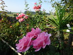 DSC00618.JPG