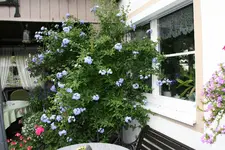 Bleiwurz0217.webp