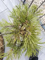 20190901_112540.webp