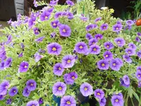 P1040112.webp
