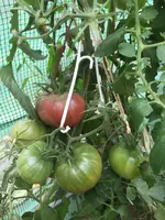 IMG_2962.JPG