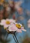 Anemone.JPG