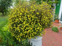 DSC00631.webp