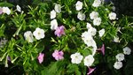 DSC03377.jpg