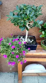 IMG_20190903_153308360.webp