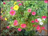 c067.webp