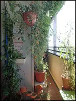 c070.webp
