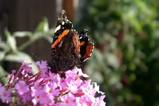 IMGP4013.webp