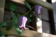 IMGP4017.webp