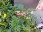 20190904_160949_resized.jpg