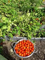 Tomaten 015.webp