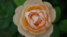 fürHero2019.webp