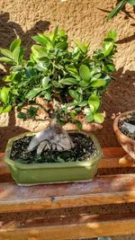 IMG_20190904_081420183_HDR.webp