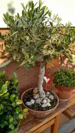 IMG_20190904_074608237_HDR.webp