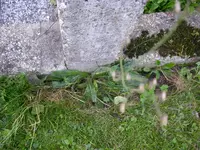 05_09_2019_Habicht (1).webp