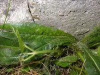 05_09_2019_Habicht (2).webp