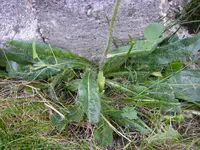 05_09_2019_Habicht (4).webp
