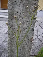 05_09_2019_Habicht (5).webp