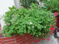 Geranien.webp