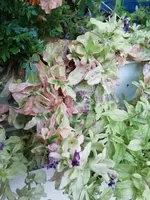 Petunien2.webp