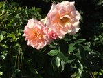 IMG_3022.JPG