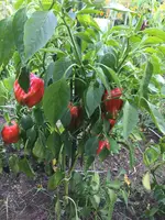 IMG_3026.JPG