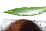 DSC00584.JPG