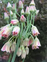 DSCN8992.webp