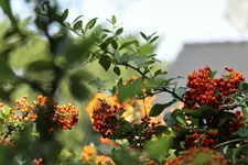 image001.webp