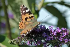image011.jpg