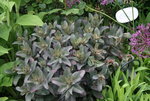 Sedum1919.JPG