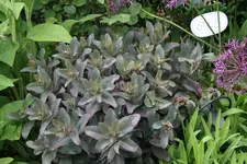Sedum1919.webp