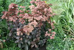 Sedum2119.JPG