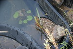 DSC08291.JPG
