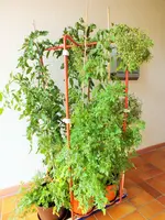 DSCF2794 (2).webp