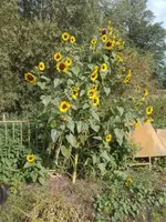 sonne 3 m.webp