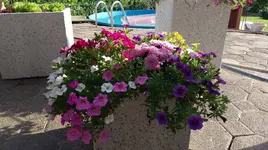IMAG0888.webp