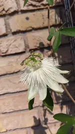 IMAG0931.webp