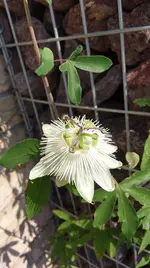 IMAG0929.webp