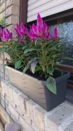 IMAG0908.webp