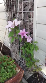 IMAG0799.webp