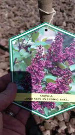 IMG-20190804-WA0003.webp