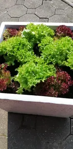 IMG-20190825-WA0002.webp