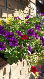 IMAG0895.webp