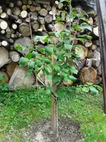 Kirsche2.webp