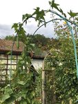 2019-09-07 Luffa Garten.JPG