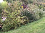 2019-09-07 Wildhecke1.JPG