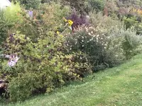 2019-09-07 Wildhecke1.JPG