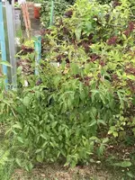 2019-09-07 Kornellkirsche.webp