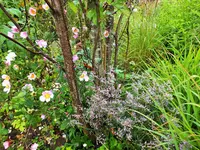 DSCF2799 (2).webp